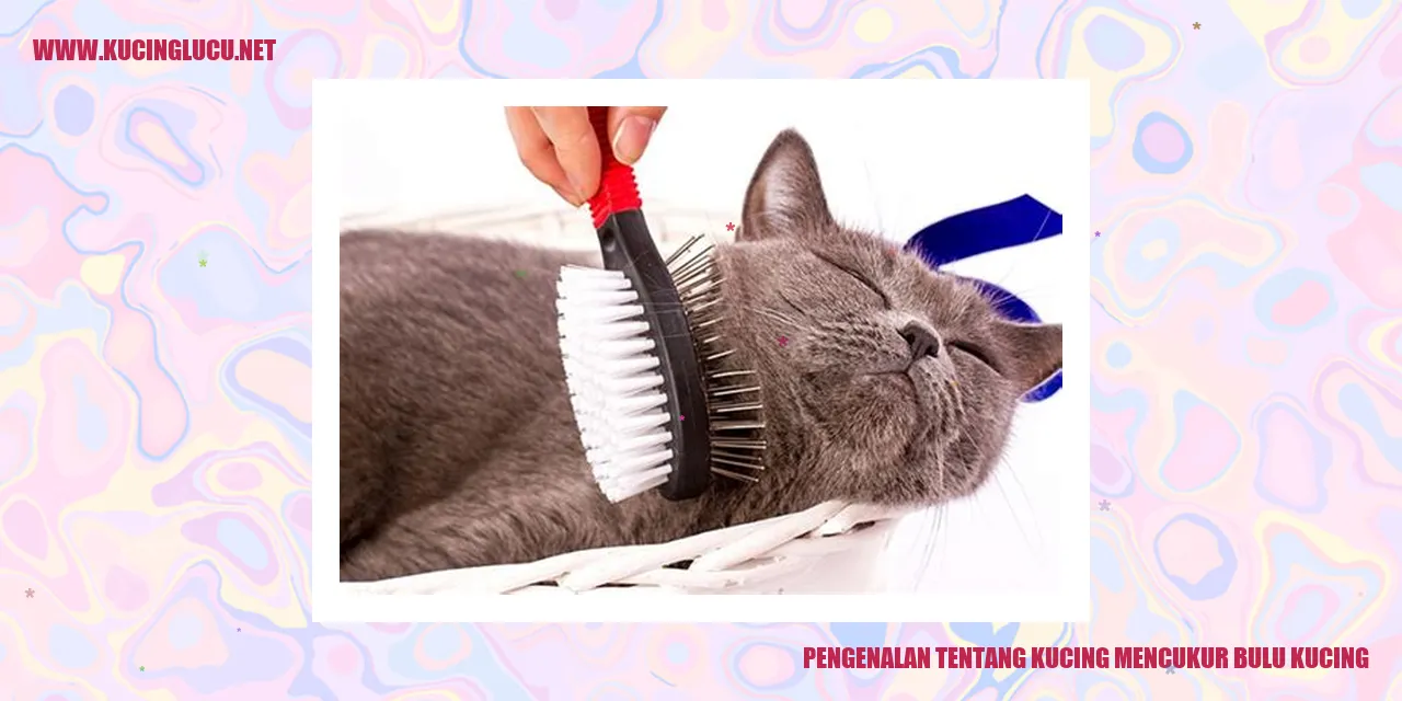 Gambar seekor kucing yang dicukur