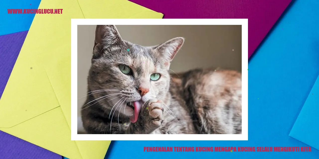 Kucing Mengikuti Kita