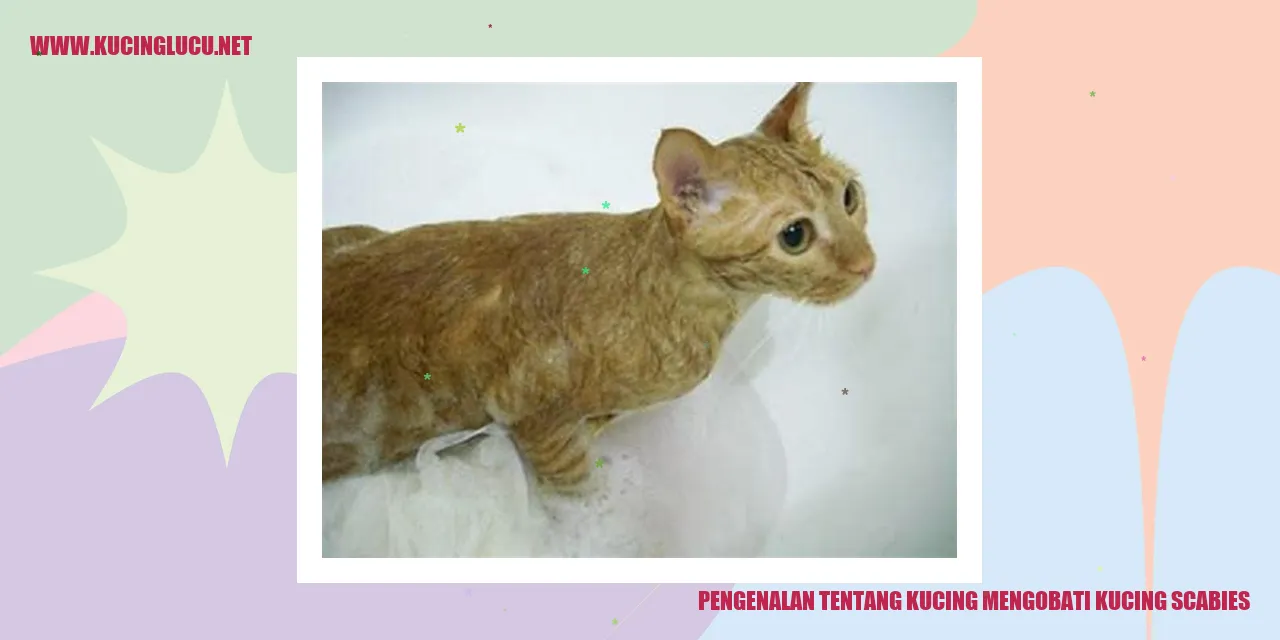 Gambar Kucing