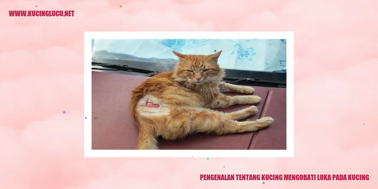 Kucing mengobati luka