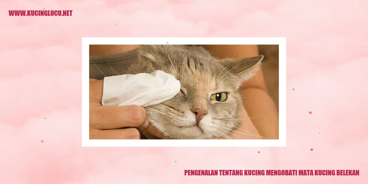 Gambar Kucing