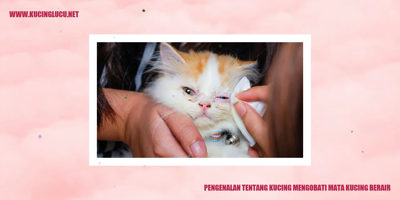 Kucing mengobati mata kucing berair