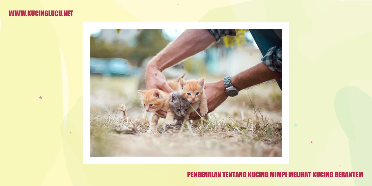Gambar Kucing Berkelahi