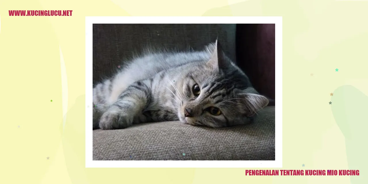 Gambar Kucing Mio Kucing