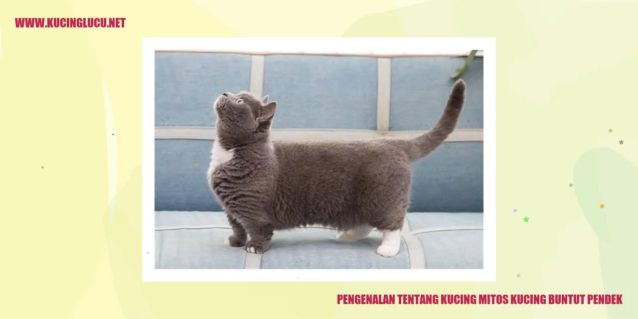 Kucing Bobtail Jepang