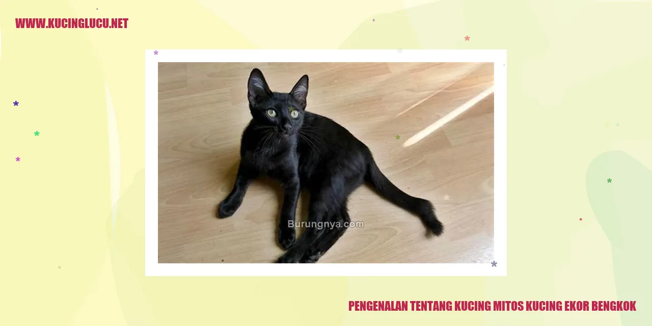 Kucing mitos kucing ekor bengkok