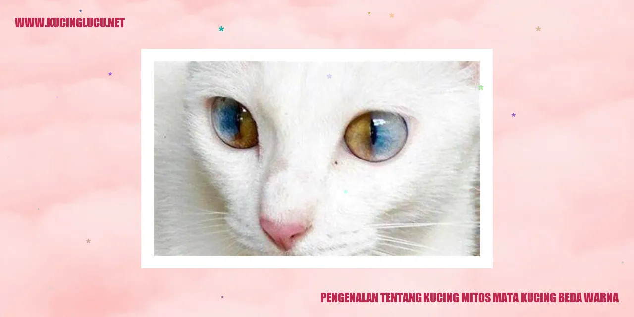 Foto Unik Kucing dengan Mata Beda Warna