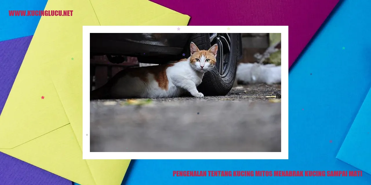 Kucing mitos menabrak kucing sampai mati