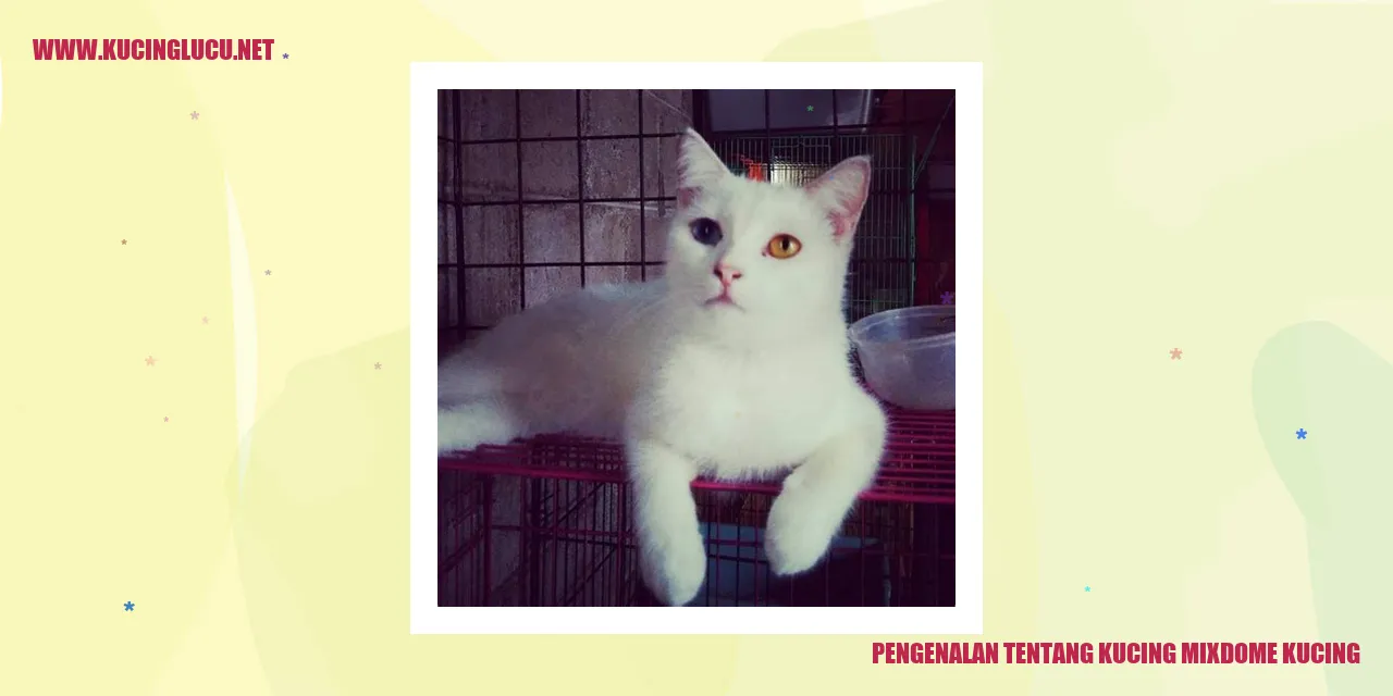 Gambar kucing Mixdome