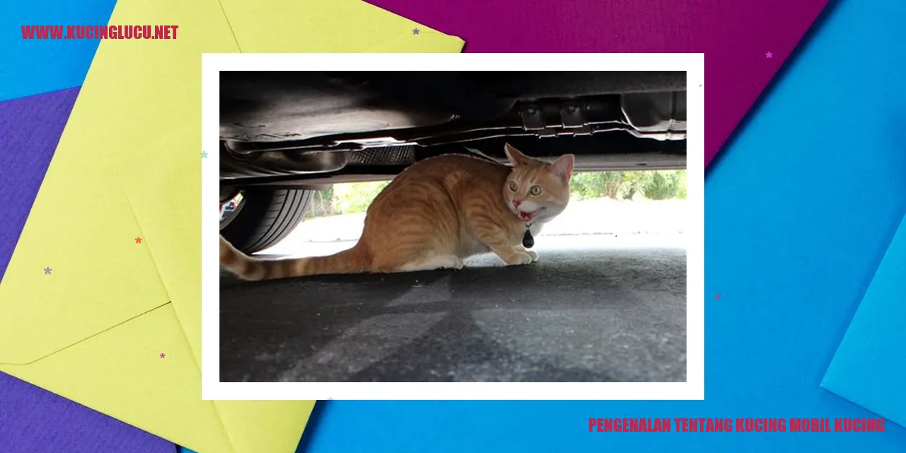 Kucing Mobil Kucing
