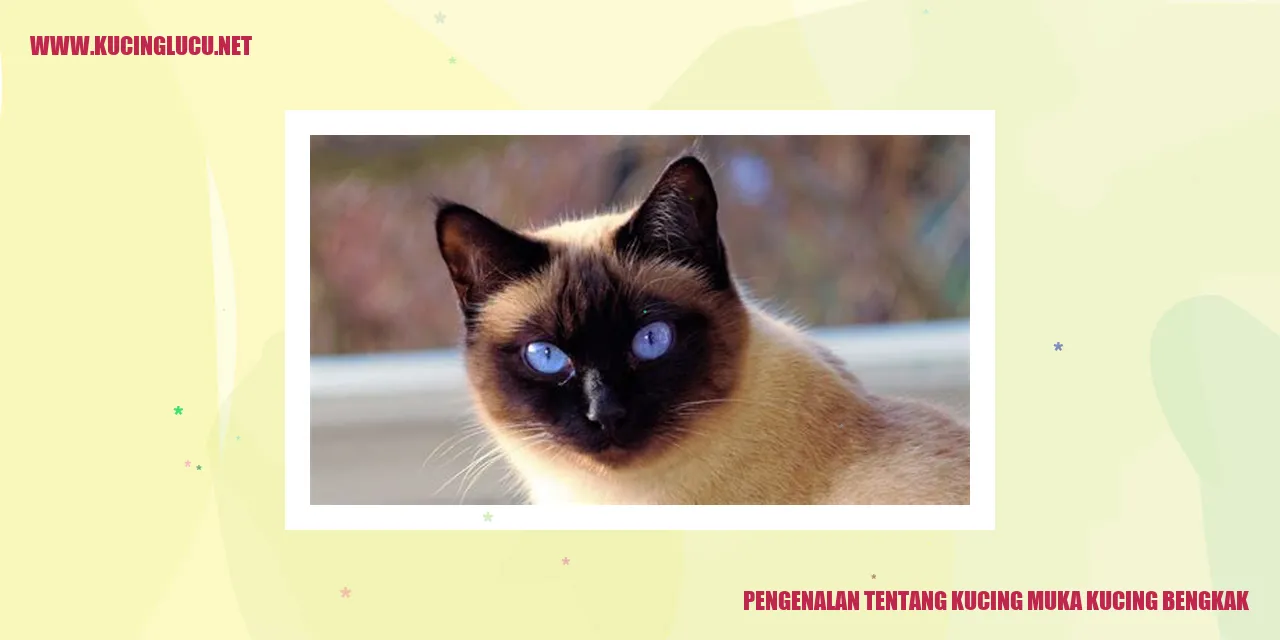 Gambar Kucing Muka Kucing Bengkak