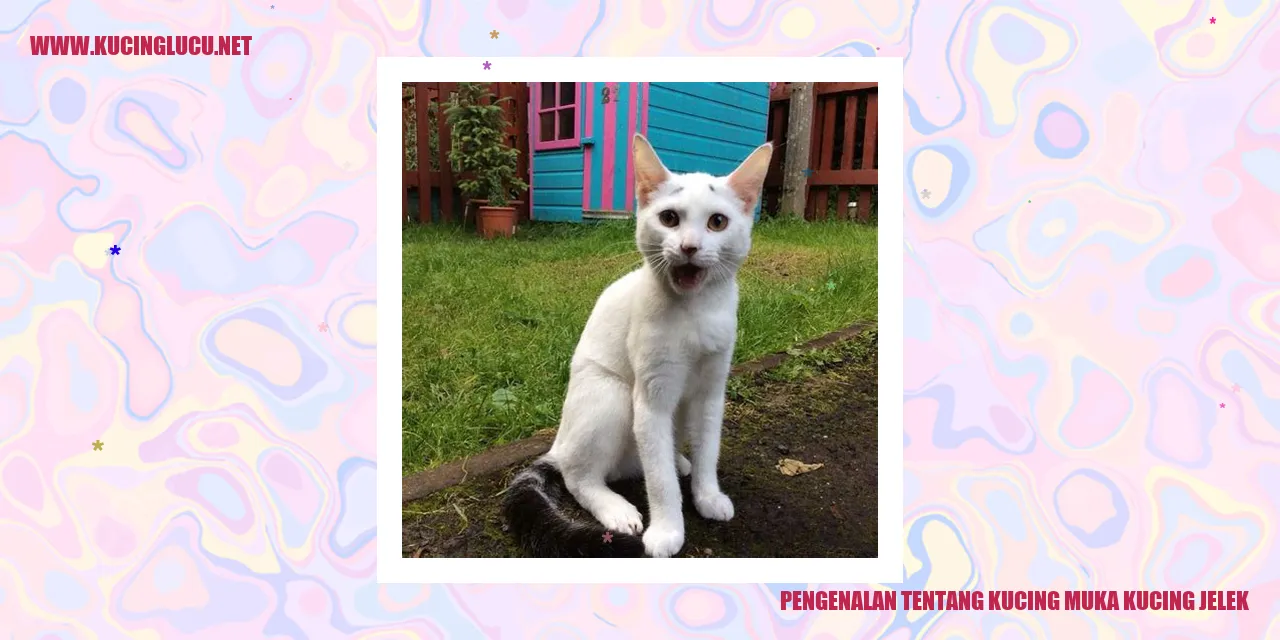 Kucing Muka Kucing Jelek