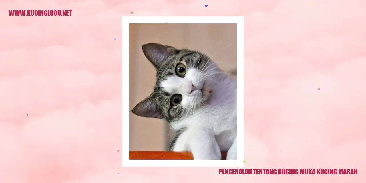 Kucing Muka Kucing Marah
