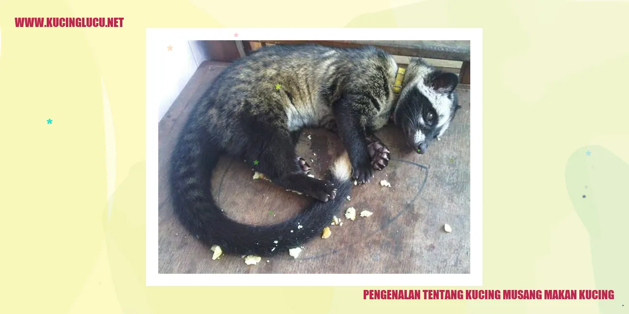 Kucing Musang yang Makan Kucing