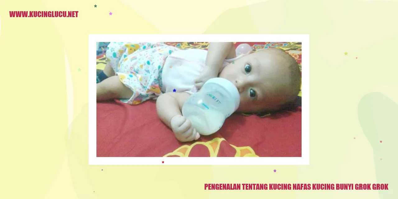 Gambar Kucing