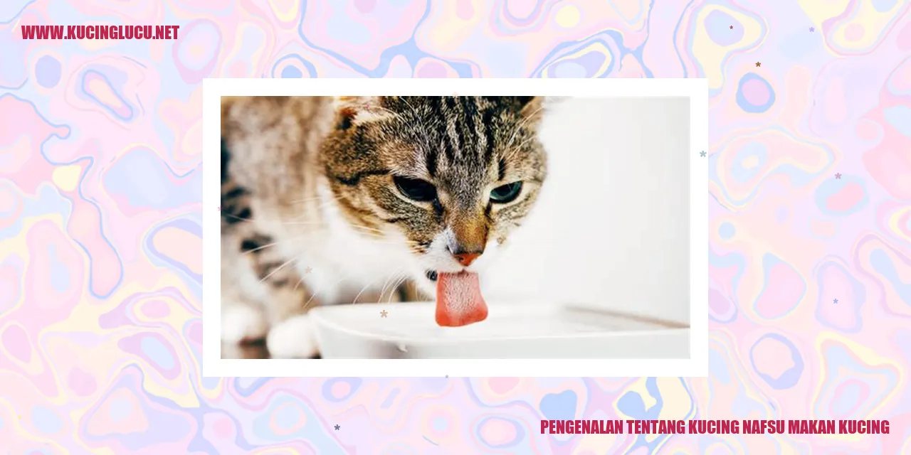Gambar kucing yang lapar