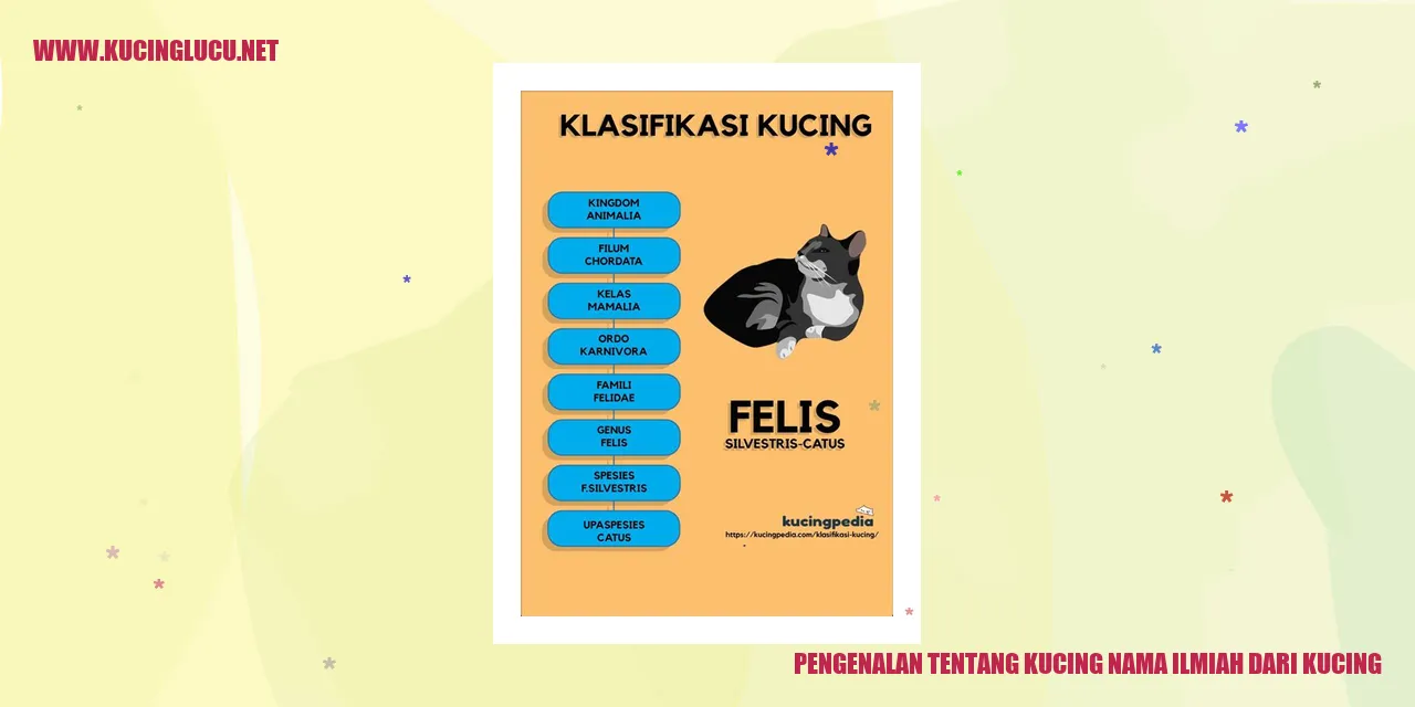 Gambar Kucing