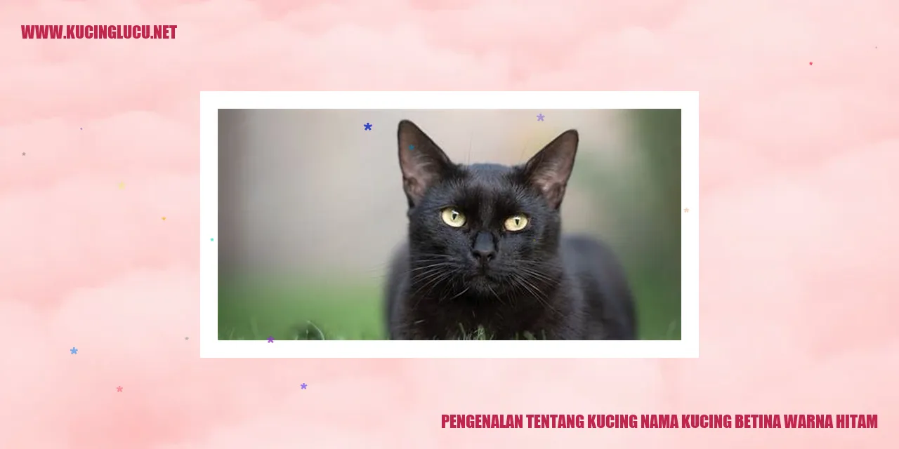 Kucing Betina Warna Hitam