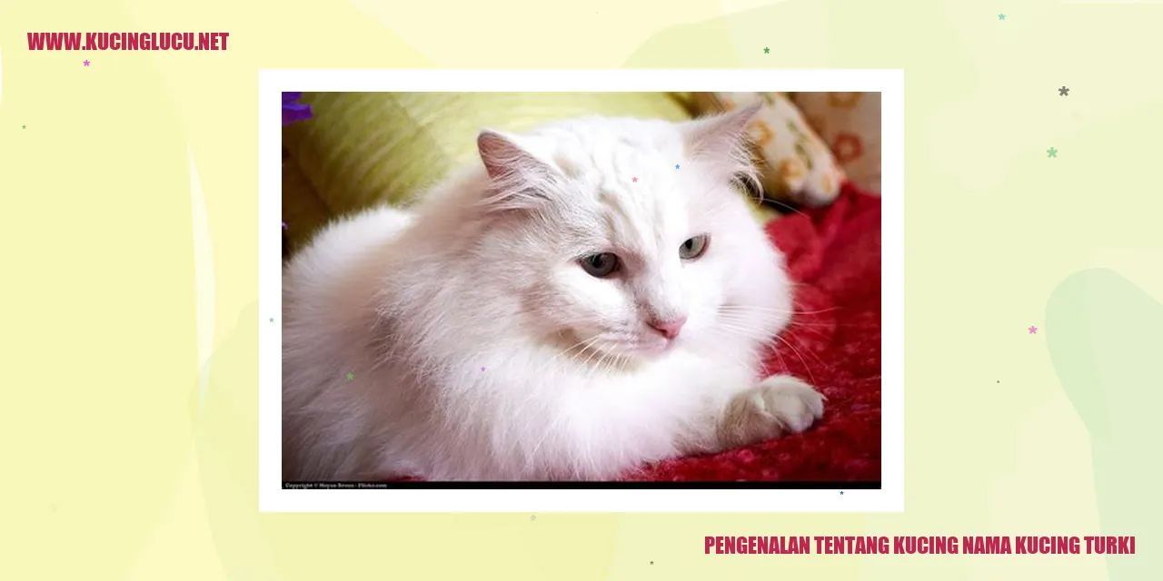 Gambar indah kucing Turki