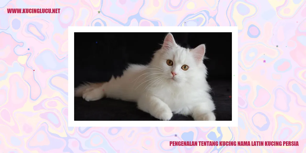 Gambar Kucing Persia
