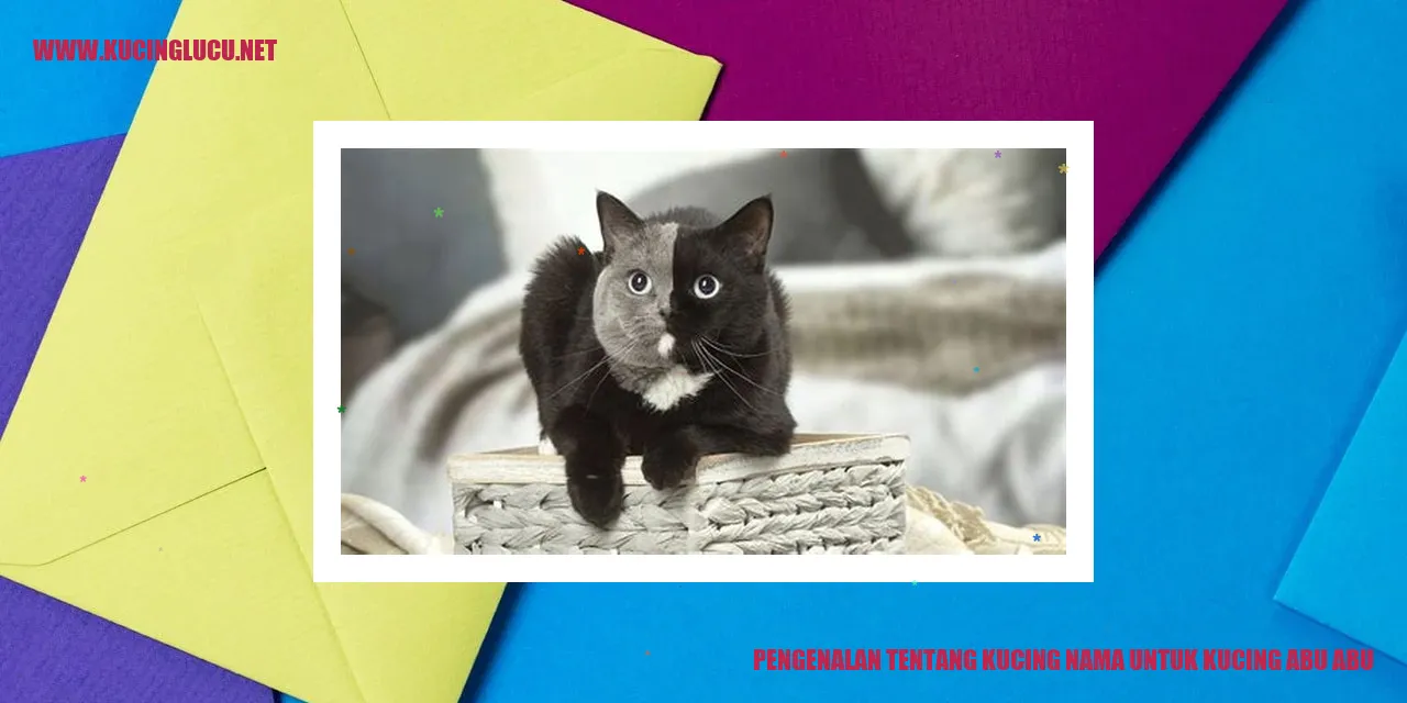 Gambar Kucing Abu Abu