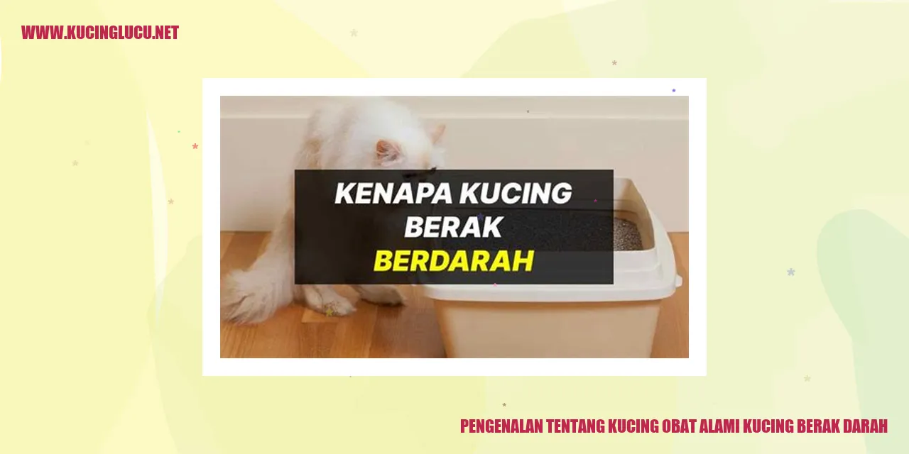 Gambar kucing obat alami kucing berak darah