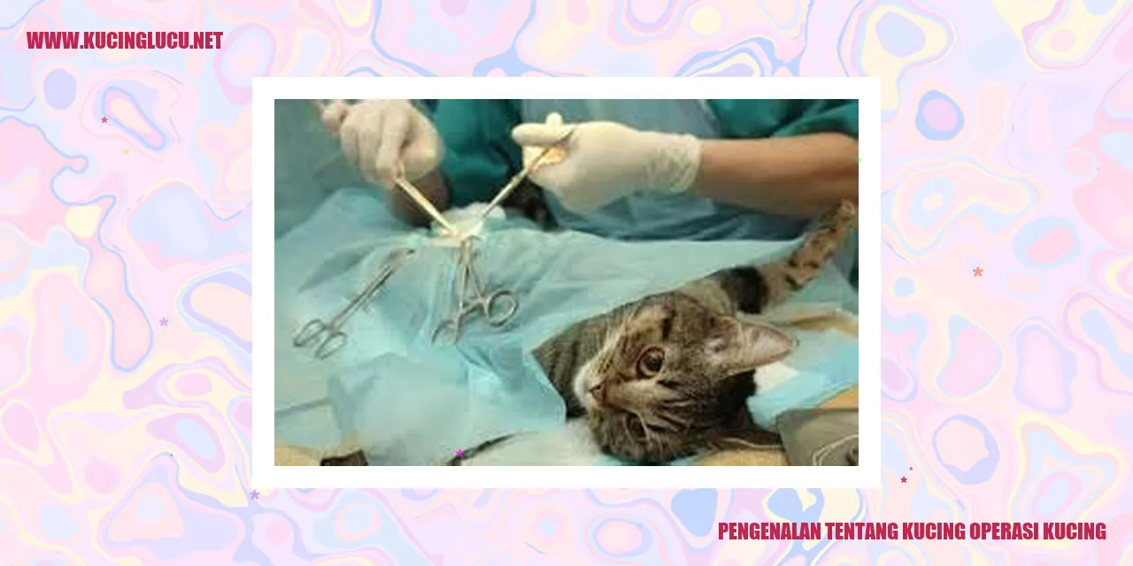 Gambar Kucing operasi kucing