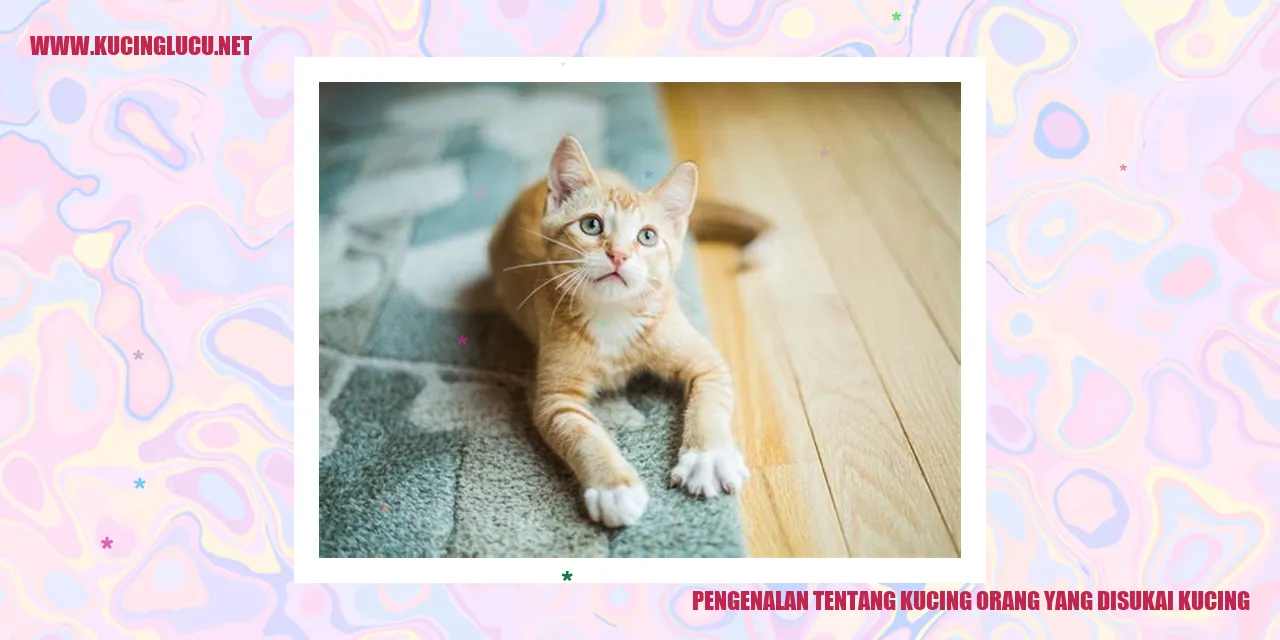Gambar kucing