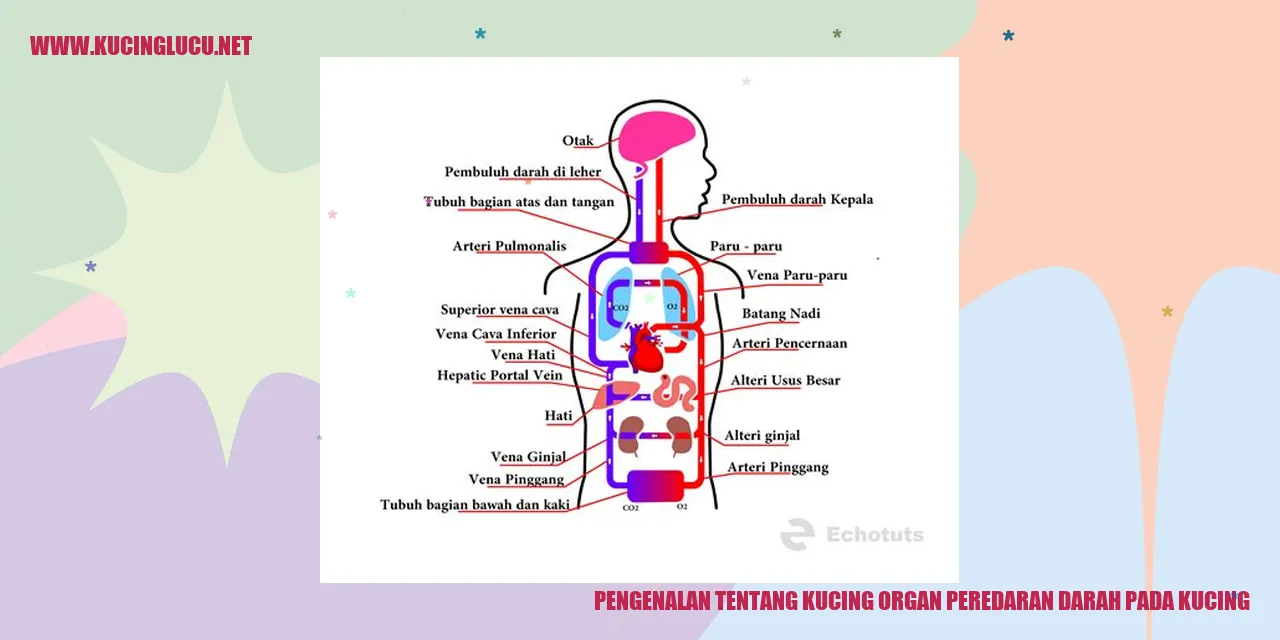 gambar kucing