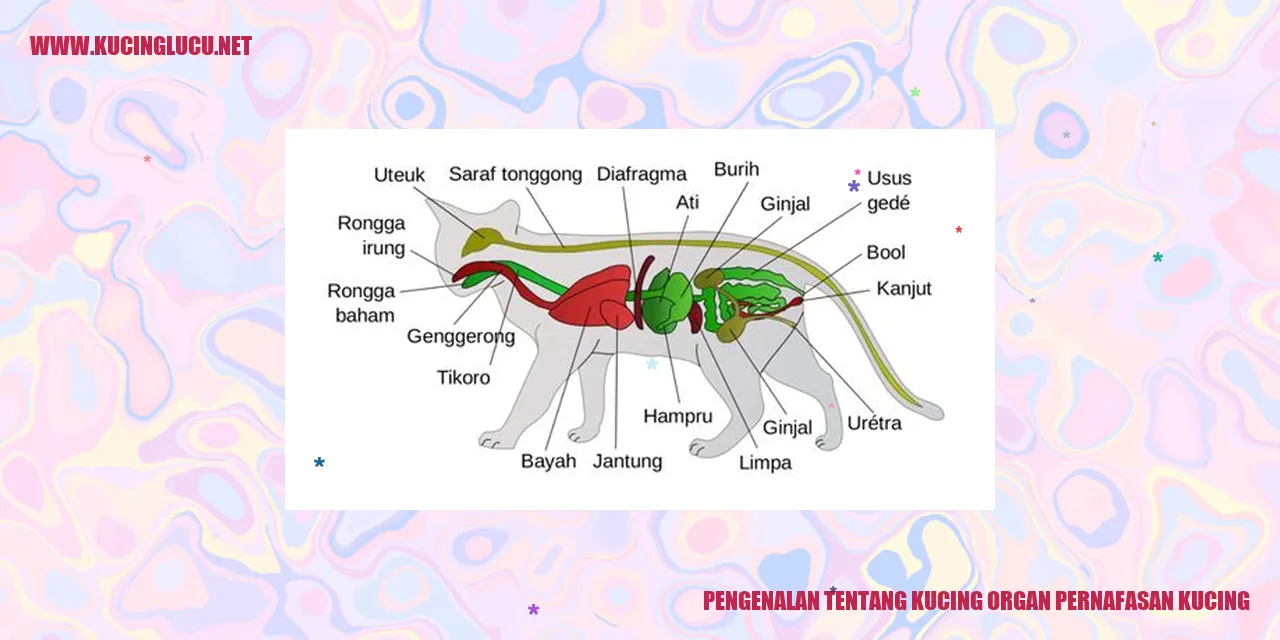 Gambar Kucing Menggemaskan