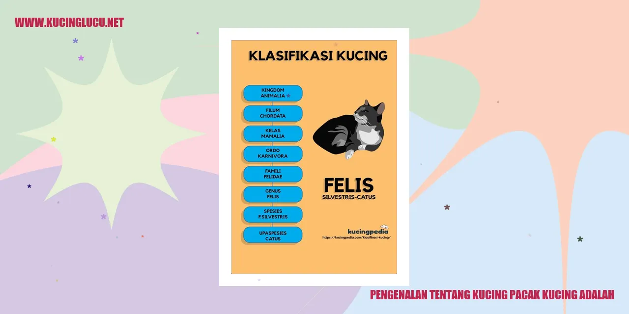 Gambar Kucing Pacak Kucing