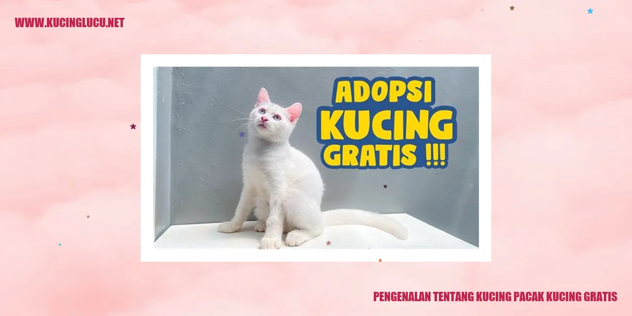 Kematian Etika Kucing Pacak