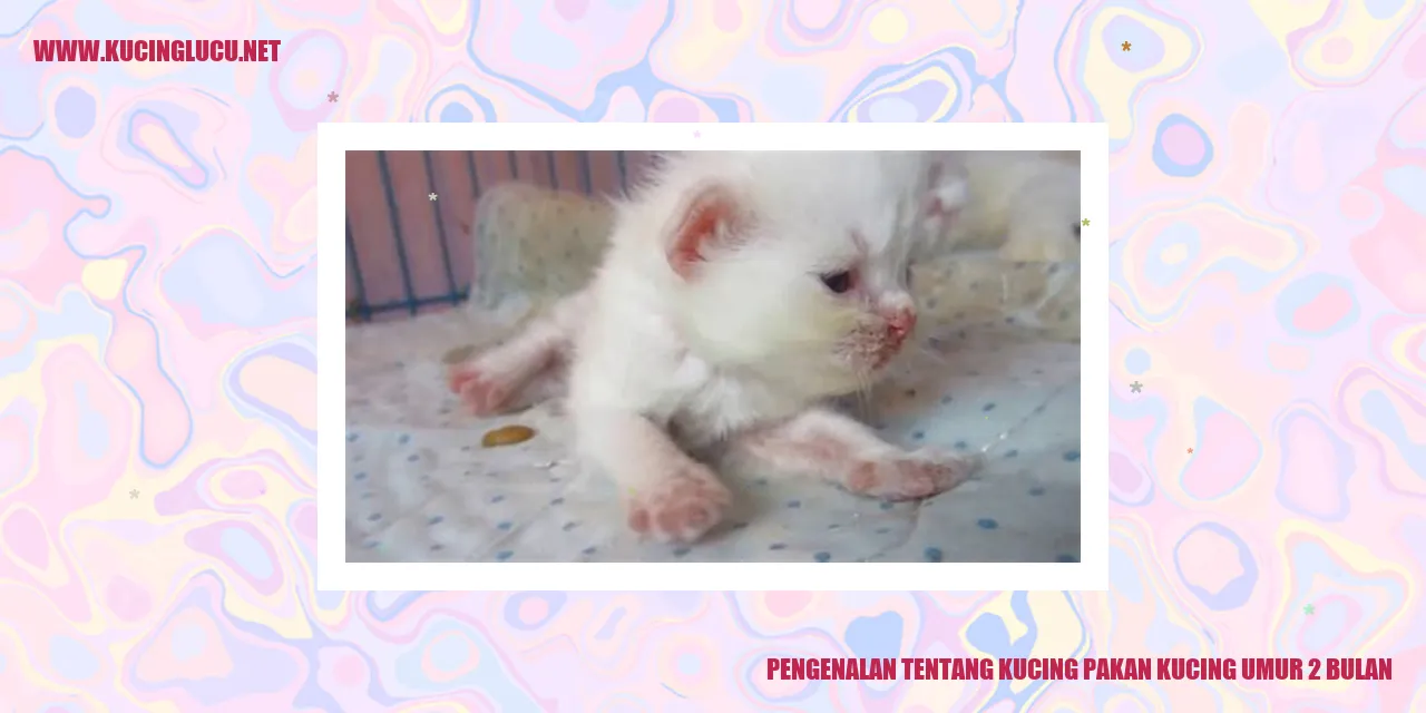 Kucing pakan kucing umur 2 bulan