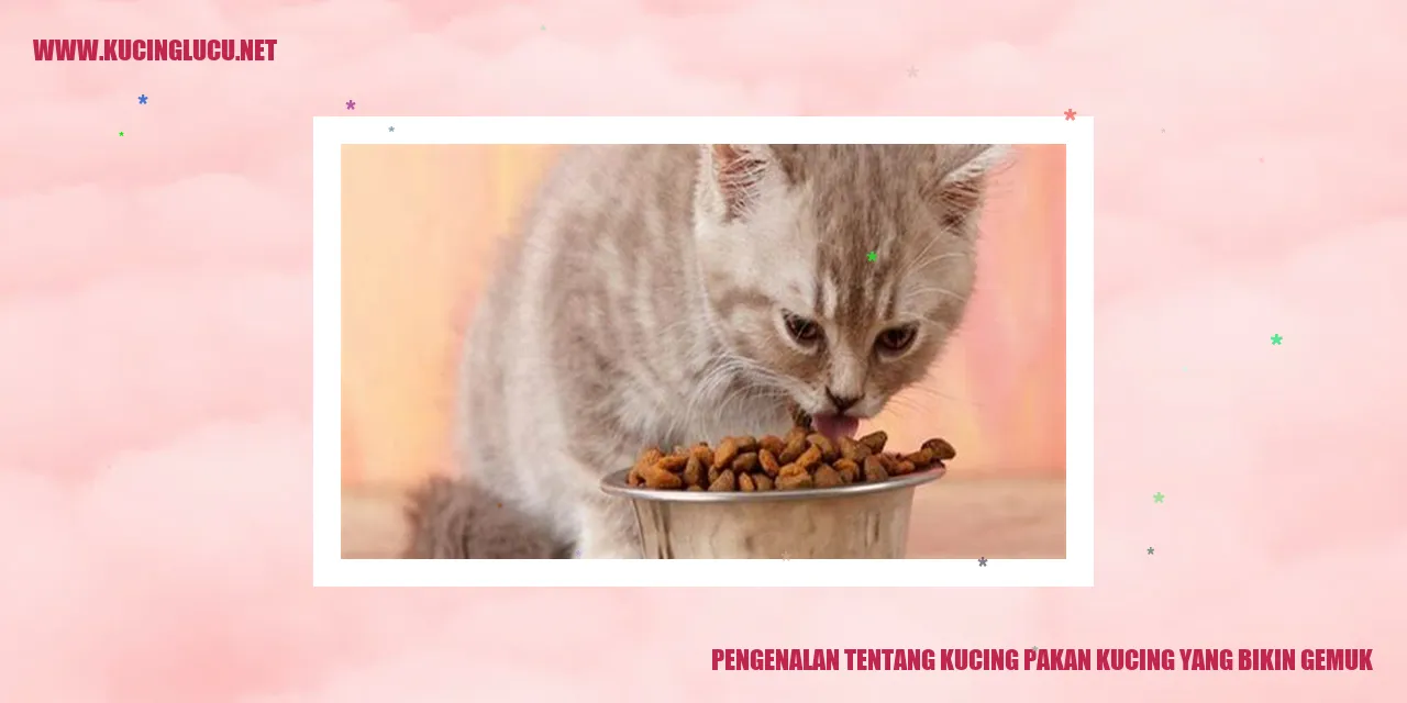 Gambar kucing gemuk