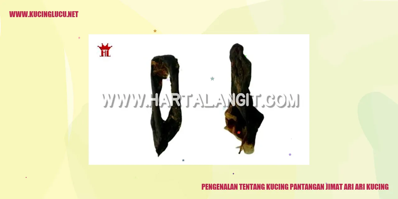 Kucing Pantangan Jimat Ari Ari Kucing