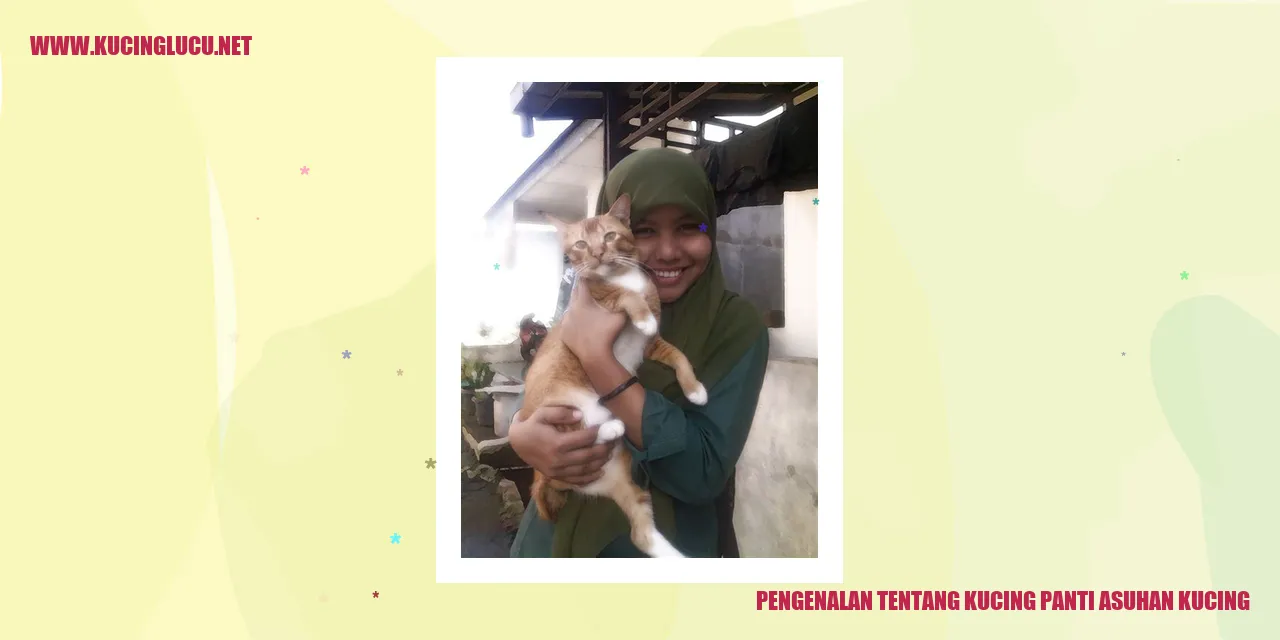 Kucing Panti Asuhan Kucing