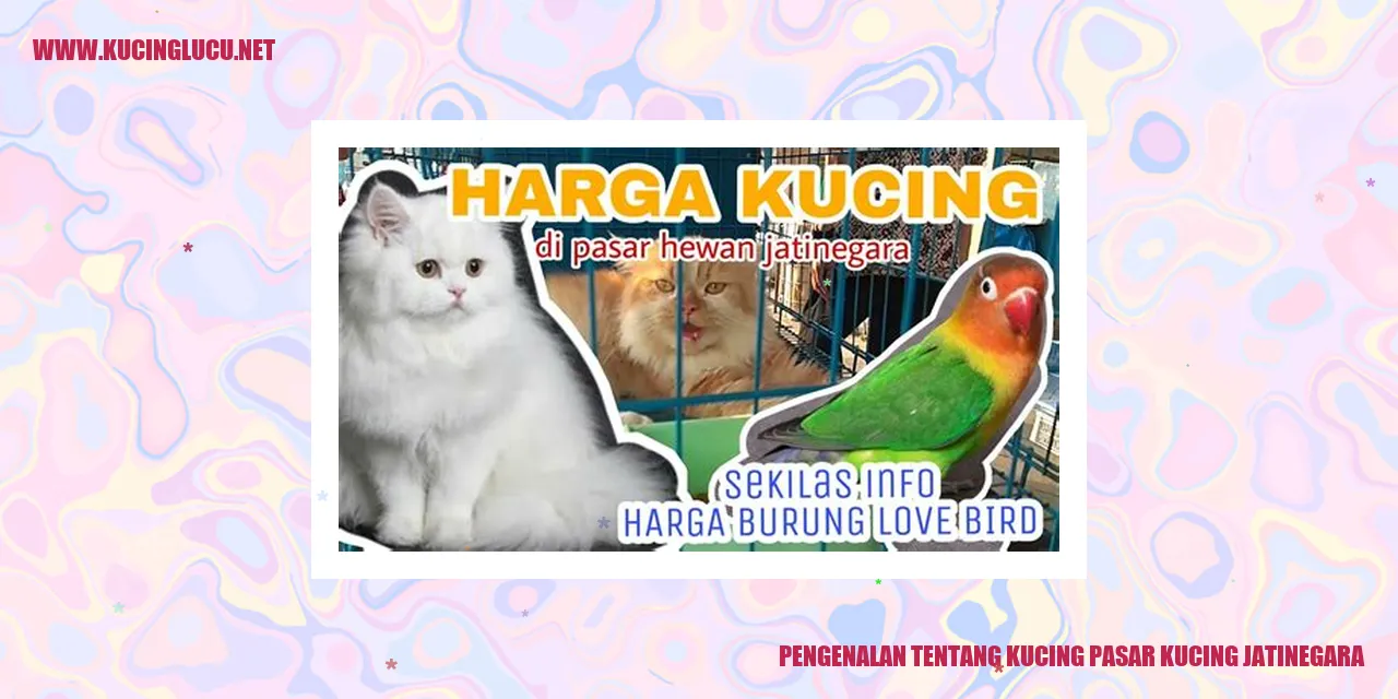 Kucing Pasar Kucing Jatinegara