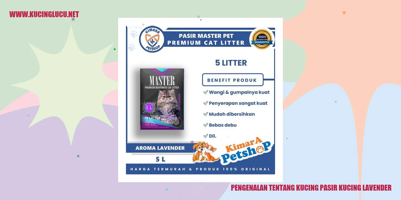 Kucing Pasir Kucing Lavender