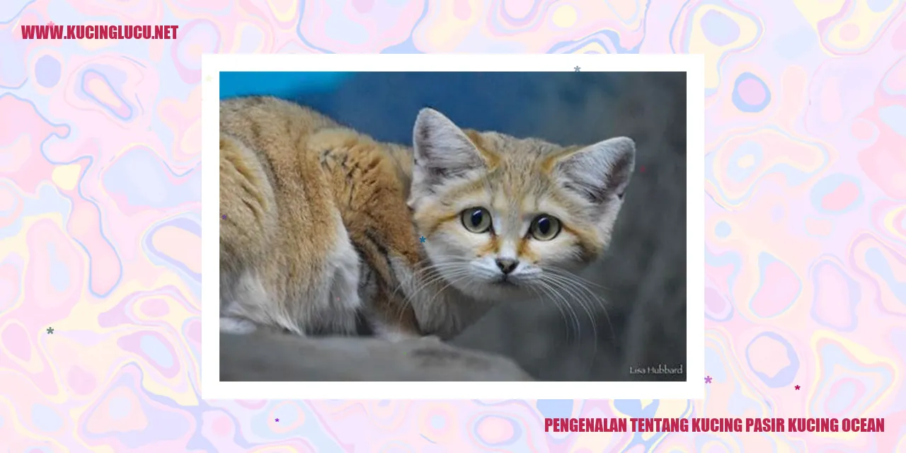 Foto Kucing Pasir Kucing Ocean