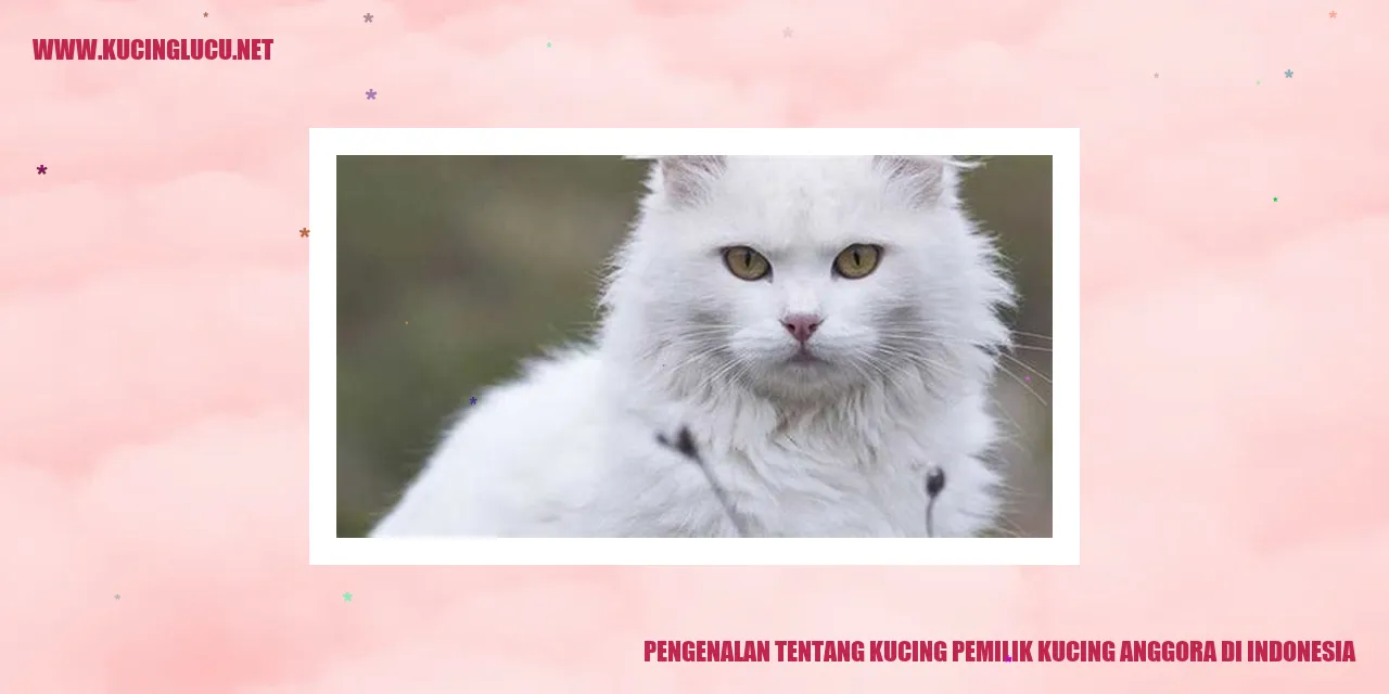 Foto Menawan Kucing Anggora di Indonesia