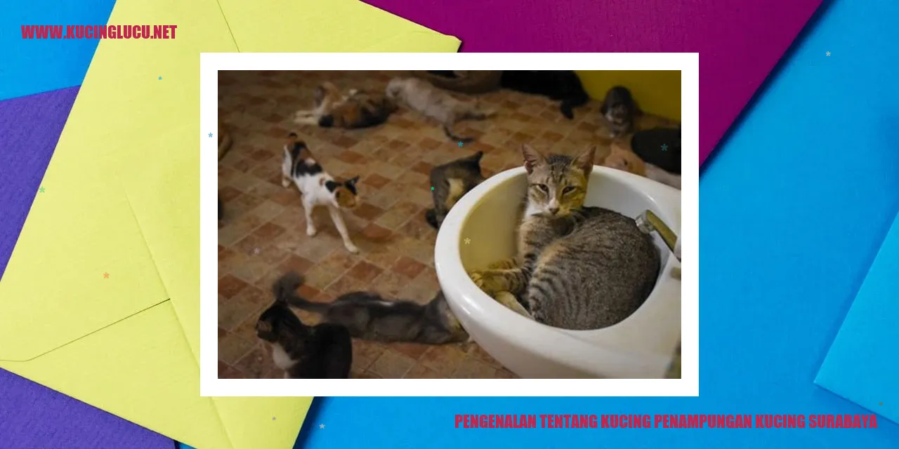 Gambar Kucing penampungan di Surabaya