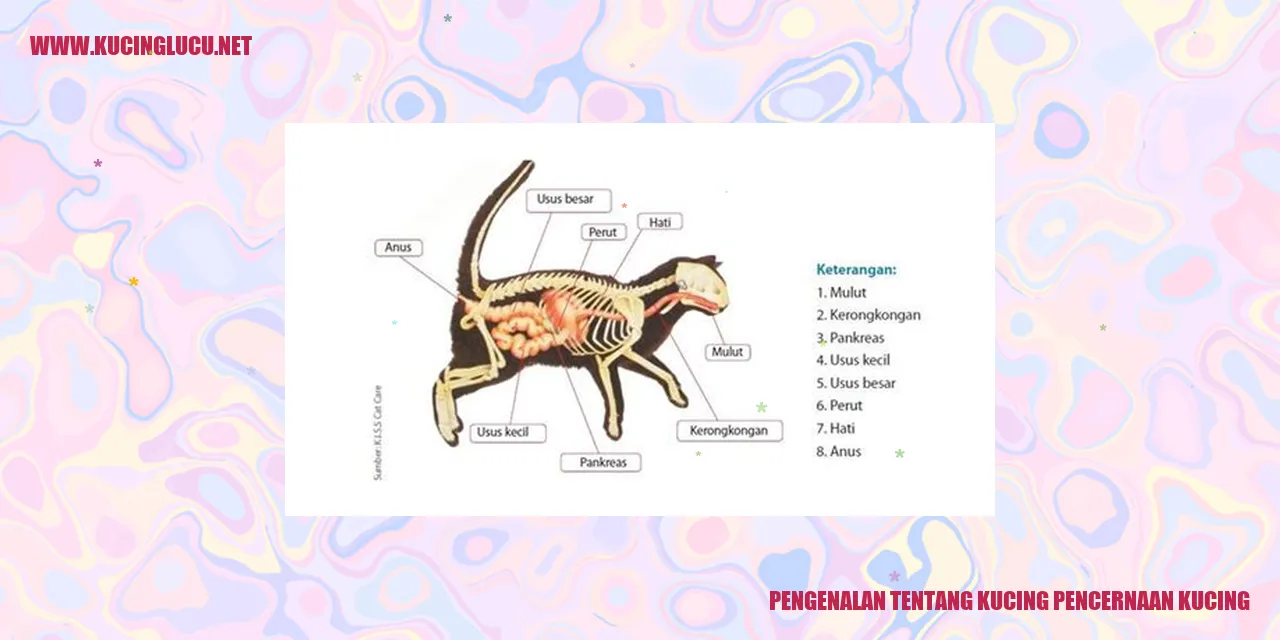 Kucing pencernaan kucing