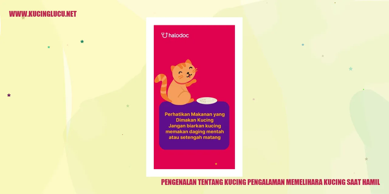 Kucing yang Mengandung