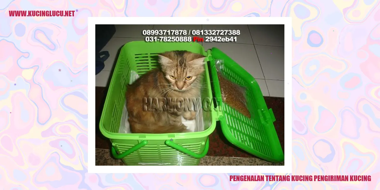 Gambar kucing pengiriman
