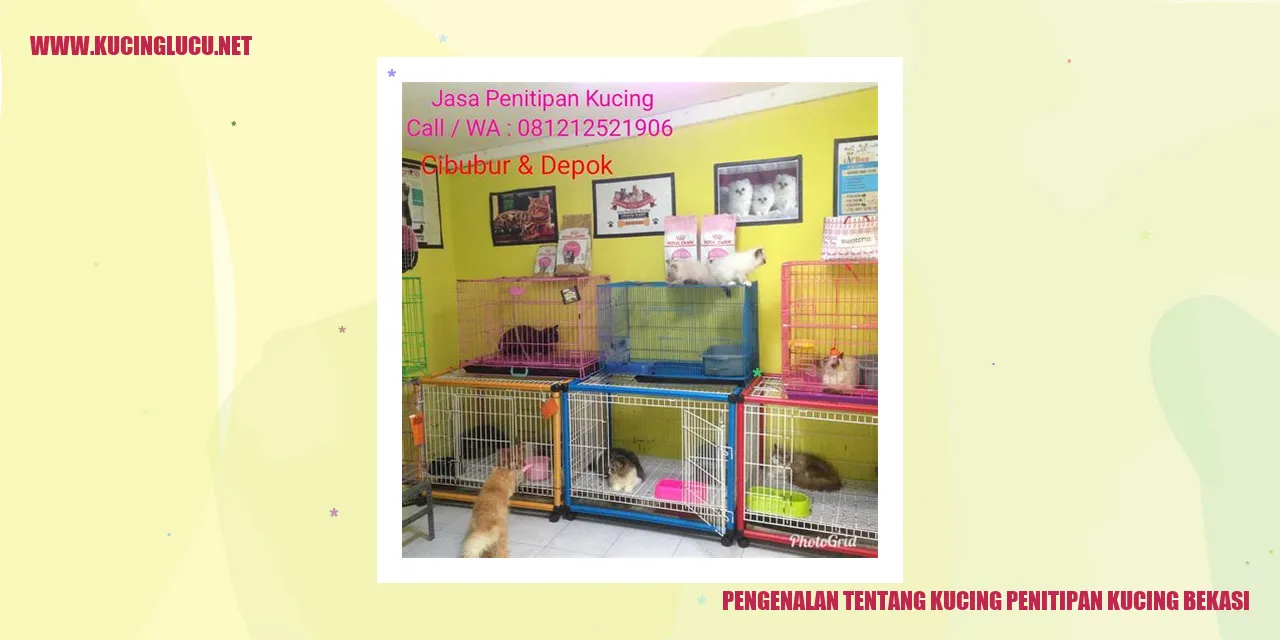 Kucing Penitipan Kucing Bekasi