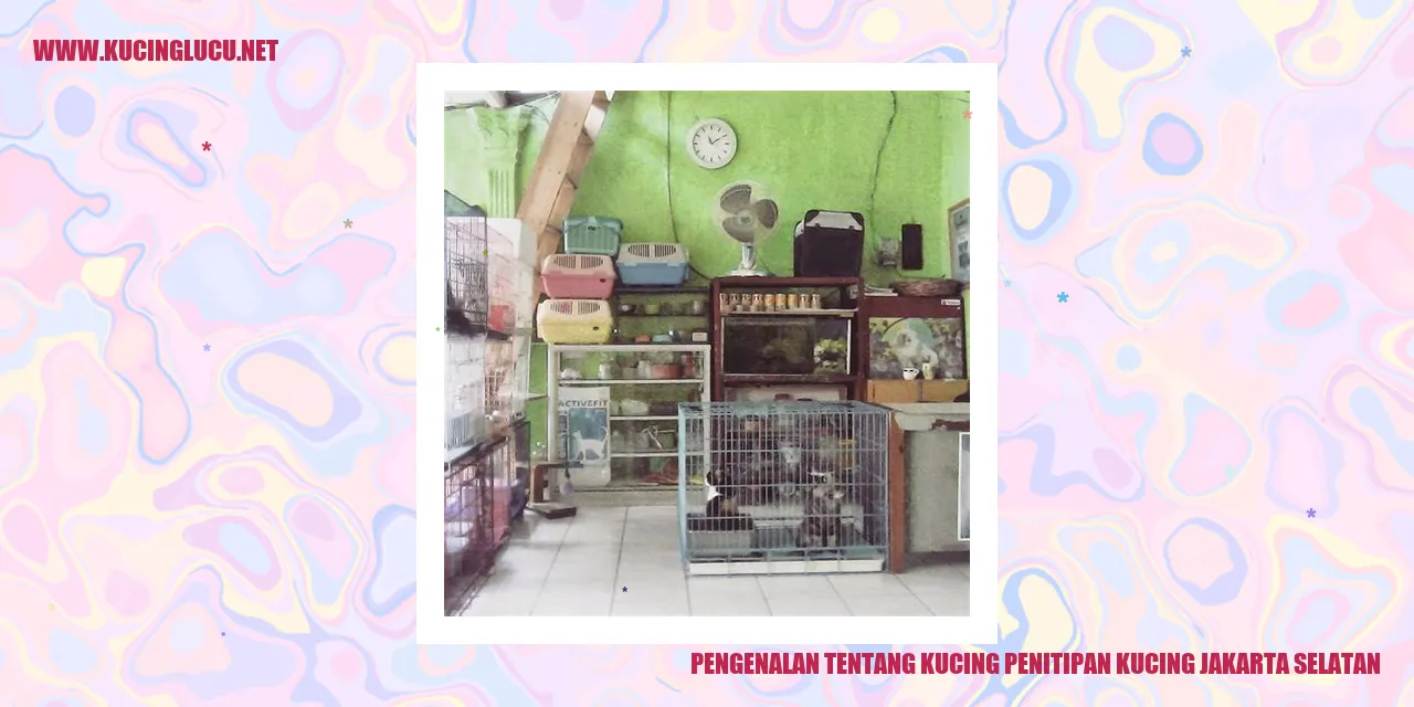 Kucing Penitipan di Jakarta Selatan