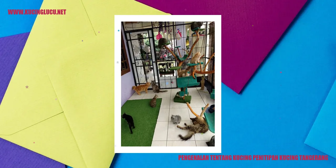 Kucing Penitipan Kucing Tangerang