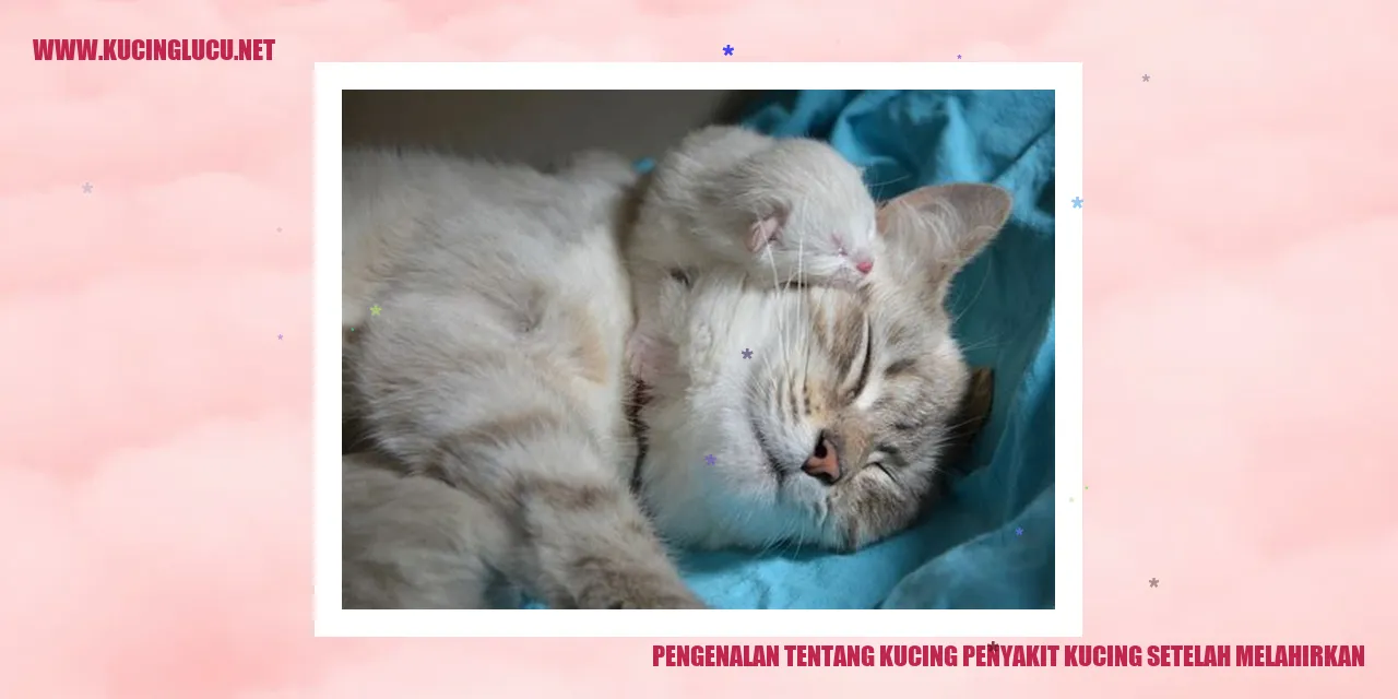 Gangguan kesehatan pada kucing setelah melahirkan