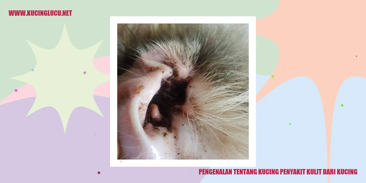 Kucing mengalami rambut rontok