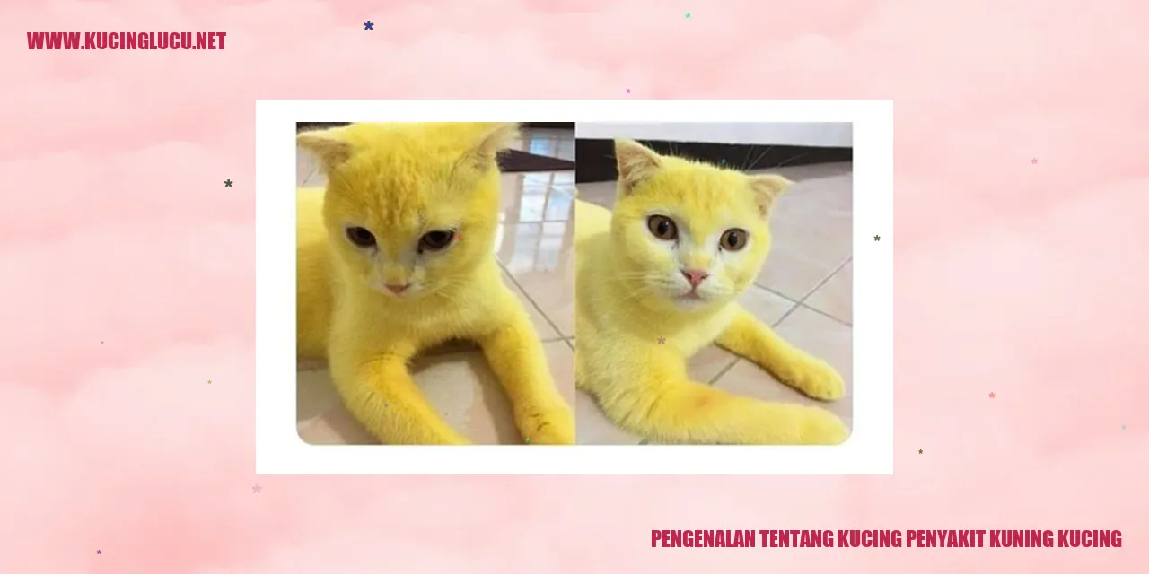Gambar Kucing Penyakit Kuning Kucing
